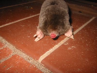 mole_Photo by fihu_Flickr_CC BY-SA 2.0