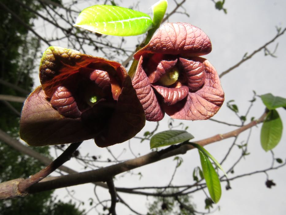 Pawpaw Flowers