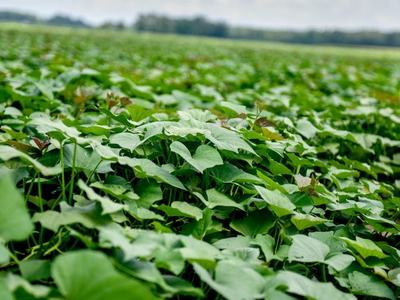 Dense green vine leaves covering an agricultural field under a cloudy sky