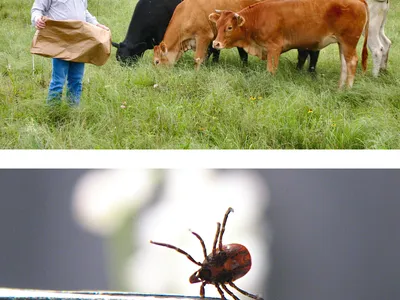 livestock producer
