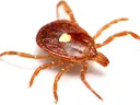 Brown Tick