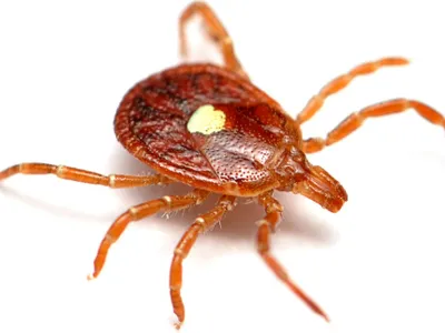Brown Tick