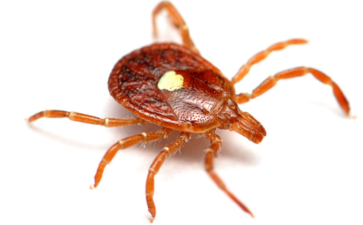 Brown Tick