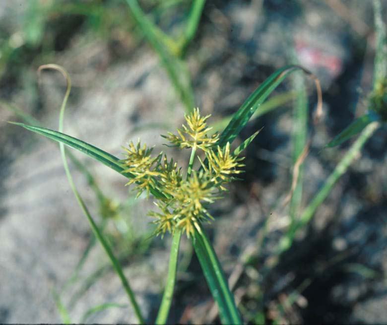 yellow nutsedge