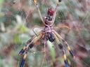 Golden silk orb-weaver spider