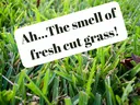 St Augustinegrass