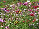 Assorted wildflowers in a field