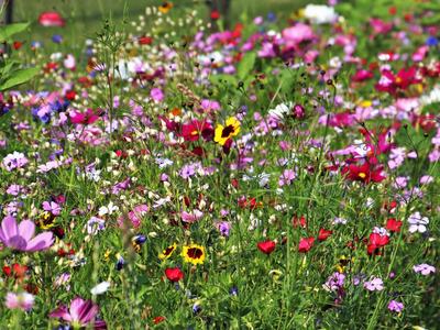 Assorted wildflowers in a field
