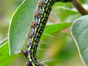 Great picture of the Azalea Caterpillar