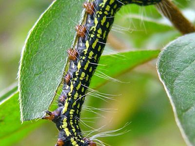 Great picture of the Azalea Caterpillar