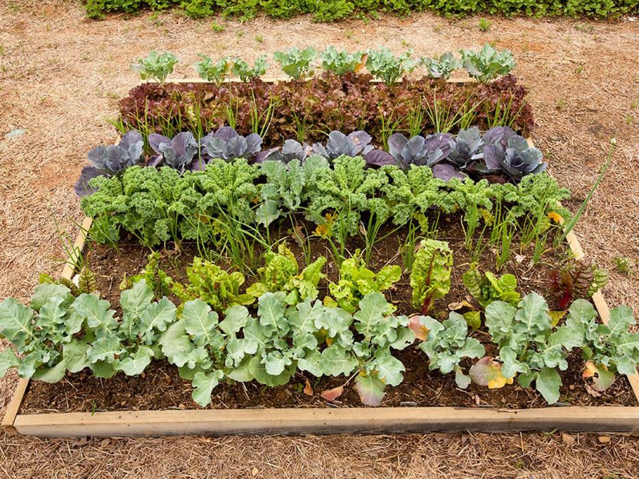 Fall vegetables planted in rows in a box.