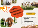  Youth Livestock Opportunities poster