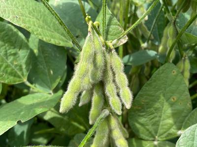 Cluster of fuzzy green soybean pods on stem among leaves; text "Shannon Holliday"