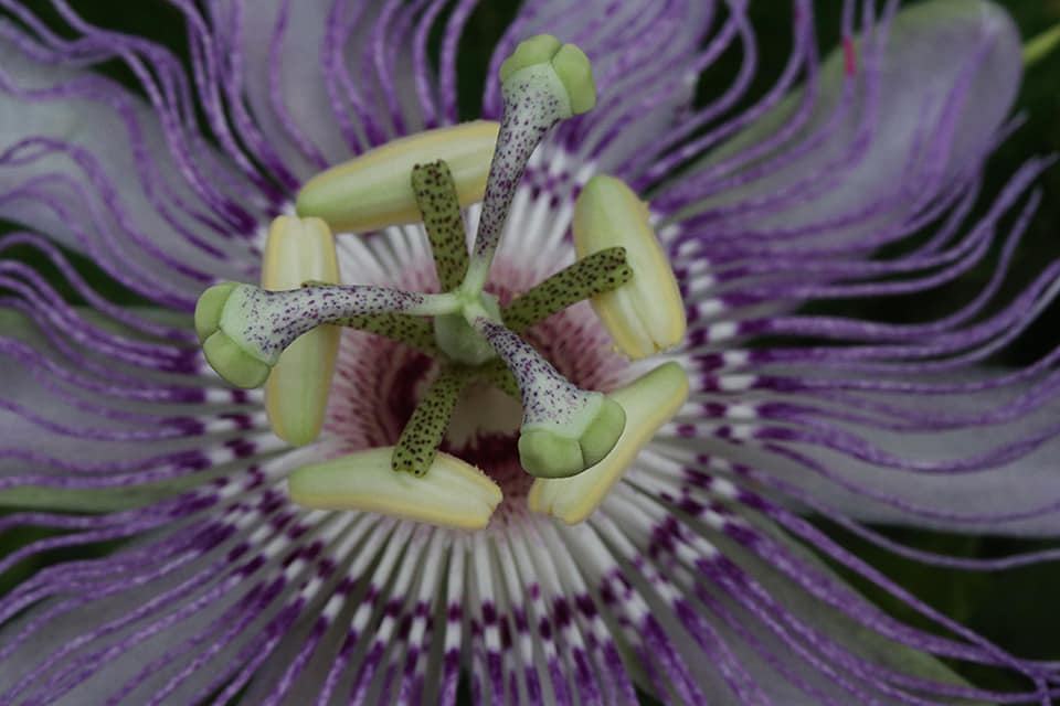 Purple passionflower bloom. 