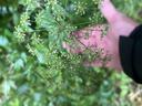 Umbel-shaped green wildflower cluster held above an outstretched hand for scale