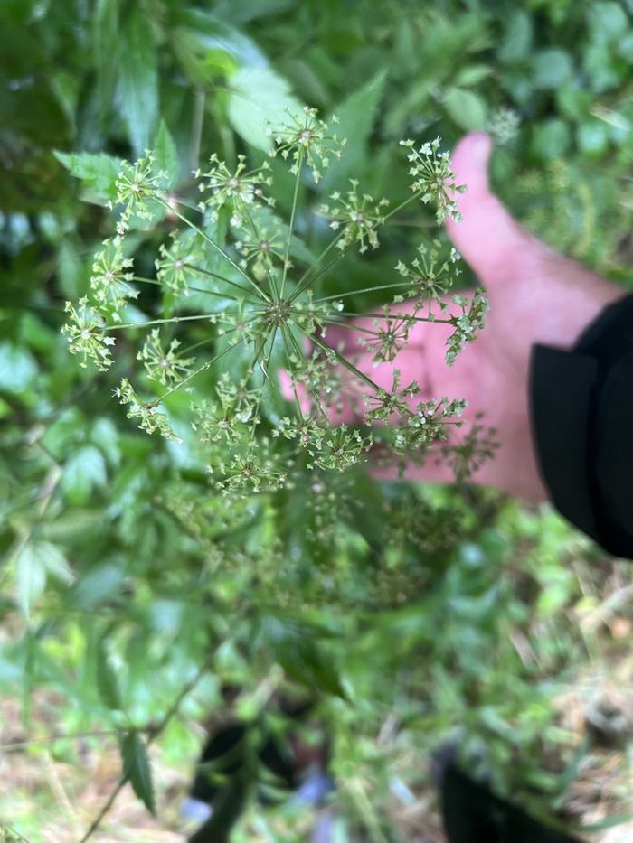 A hand holds a group of flowers