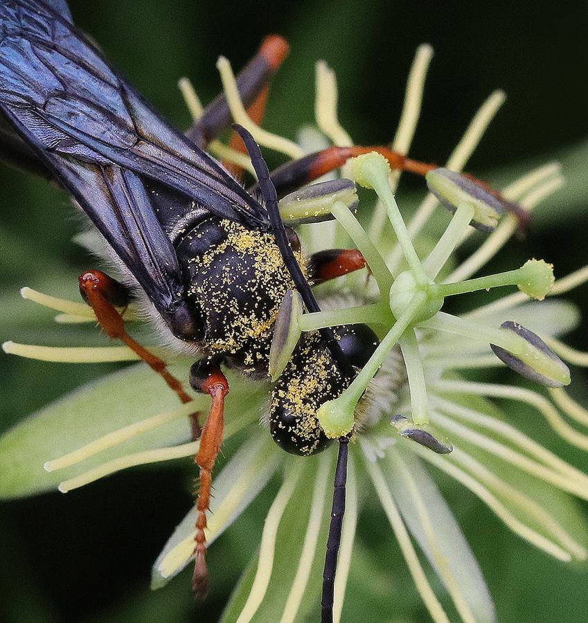 Katydid wasp on yellow passionflower.