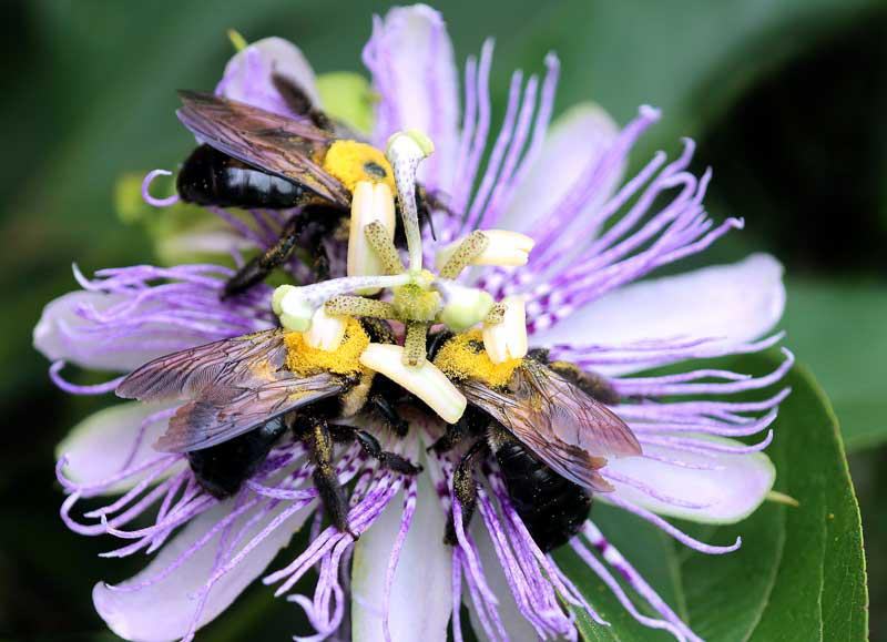 Carpenter bees on purple passionflower.