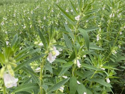 Image of sesame plant in bloom