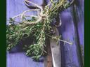 thyme