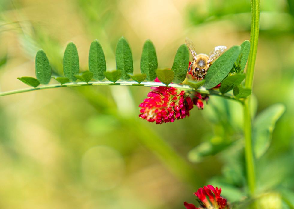 Bee lands on Crimson Clover and Hairy Vetch
