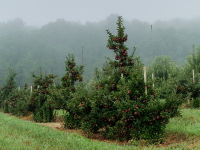 Apple orchard