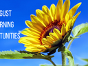 Sunflower against blue sky with the words August Learning Opportunities