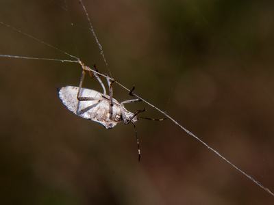 Brown marmorated stink bug adult