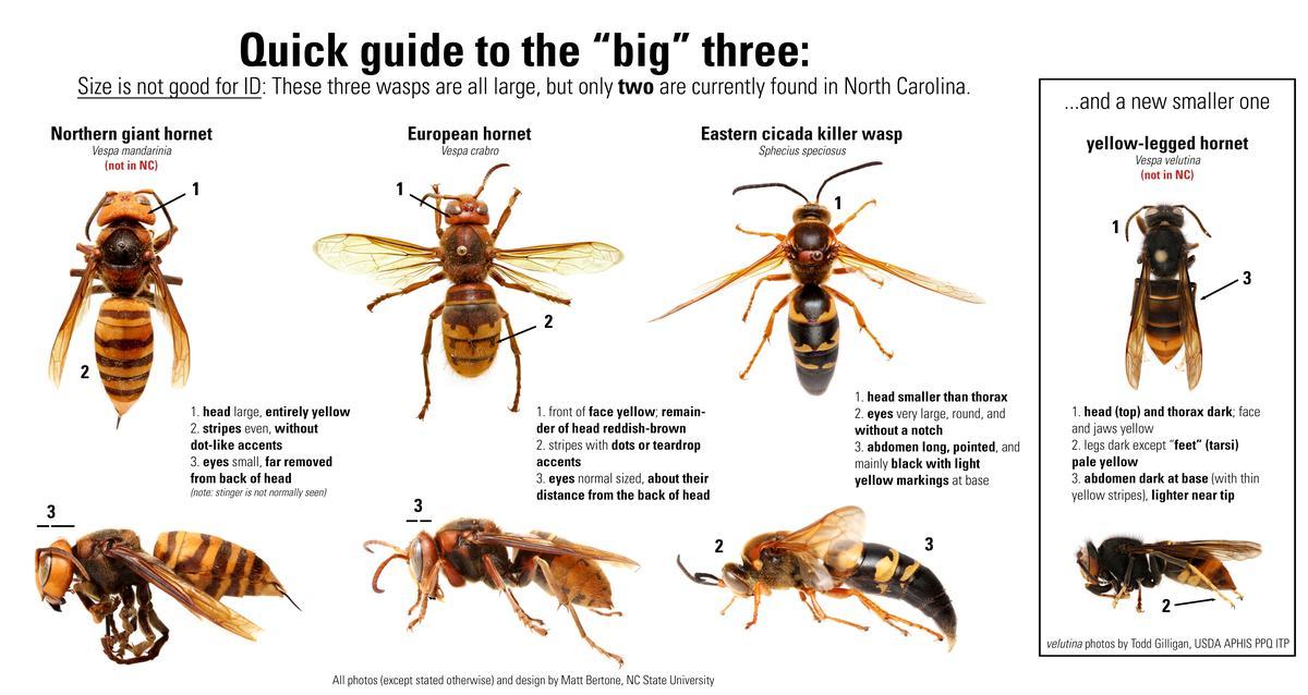 All native hornets found in N.C.