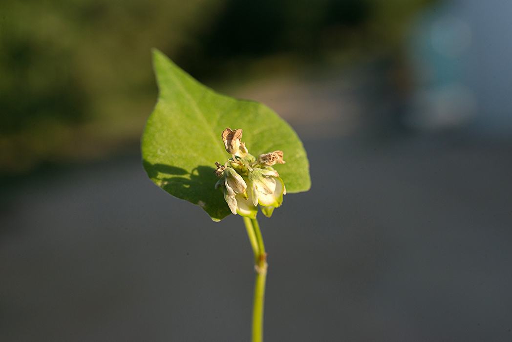 Macro image of Buckwheat