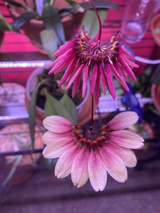 bulbophyllum zamboangense (top) and Bulb. Daisy chain (bottom), this was a recent cross I did with my Bulb. sadly the seed pod did not fully ripen