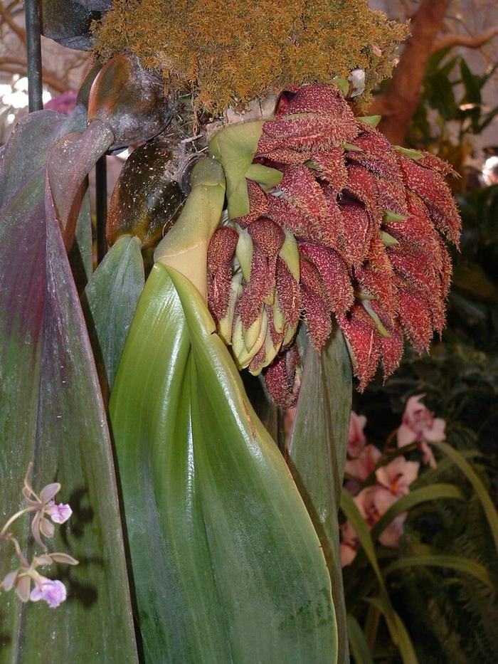 Bulb. Phalaenopsis PC: Cal Orchids