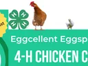 4‑H Chicken Chain banner reading "Eggcellent Eggsplorers" and "Registration Extended Ends August 11th!"
