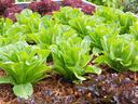 green and purple lettuce planed in raised beds