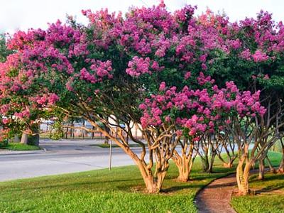 Crape Myrtle