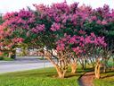 Crape Myrtle