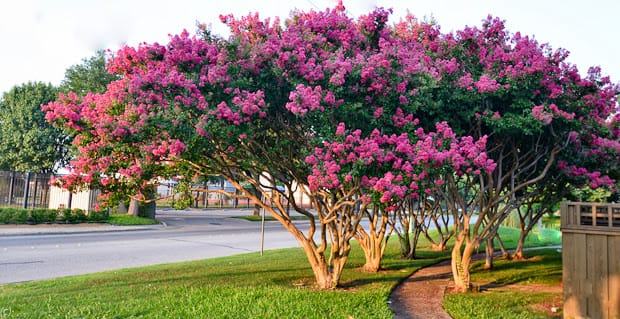 Crape Myrtle