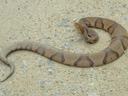Picture of a copperhead snake