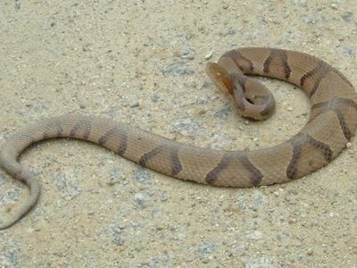Picture of a copperhead snake