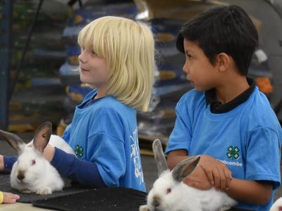 Two children in blue 4‑H shirts each holding a white rabbit on a table