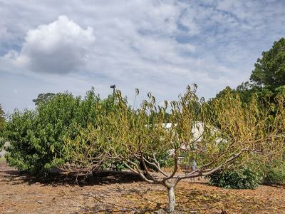 Karen Thomas took this picture last week of our poor defoliated peach tree. Karen is a certified Extension Master Gardener Volunteer from our most recent class in 2022.