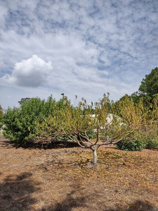 Karen Thomas took this picture last week of our poor defoliated peach tree. Karen is a certified Extension Master Gardener Volunteer from our most recent class in 2022. 