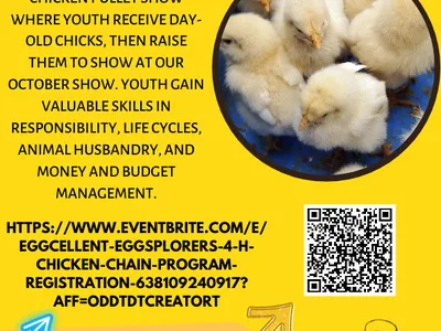 Eggcellent Explorers chicken chain — deadline Aug 11, 2023 5:00 PM; chicks; ages 5–18