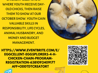 Eggcellent Explorers chicken chain — deadline Aug 11, 2023 5:00 PM; chicks; ages 5–18