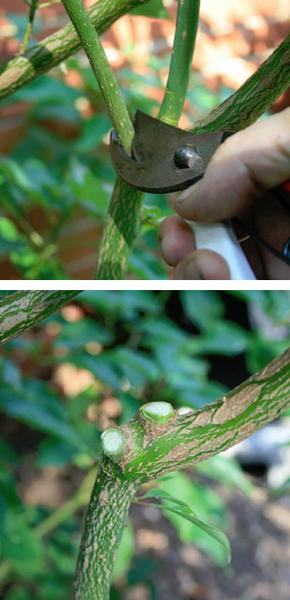 examples of pruning cuts