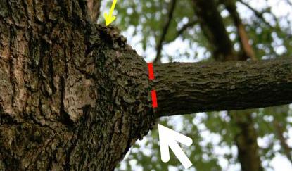 Bridge Target Damage Tree How to Handle Damaged Trees and Shrubs - Durham County Center | N.C ...