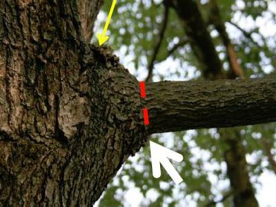 Oak tree branch junction marked with red dashed cut line and yellow and white arrows