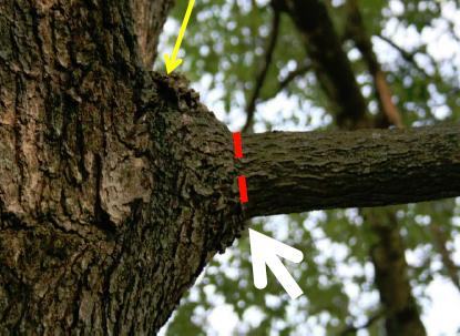 Oak tree branch junction marked with red dashed cut line and yellow and white arrows