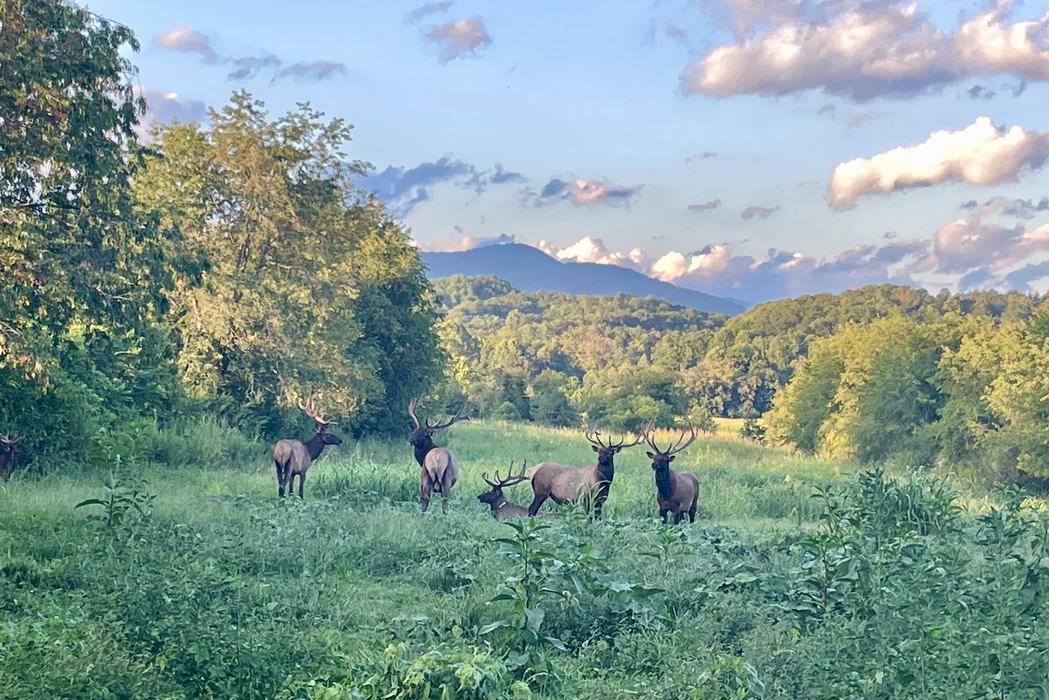 Elk in the Mountains