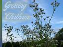 Wild white asters against blue sky; text "Growing Chatham", vertical "AUGUST", "2023"
